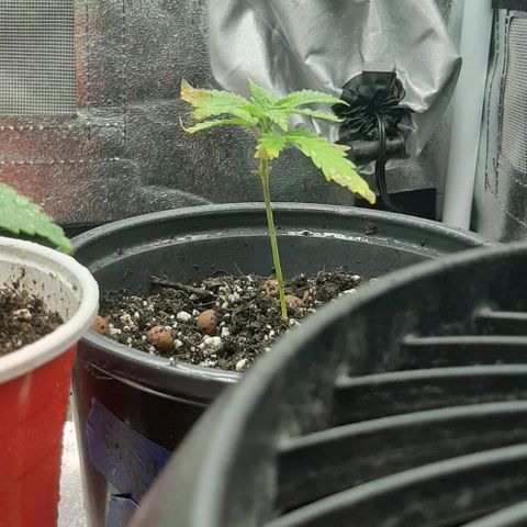 SB1-00 growlog timeline photo