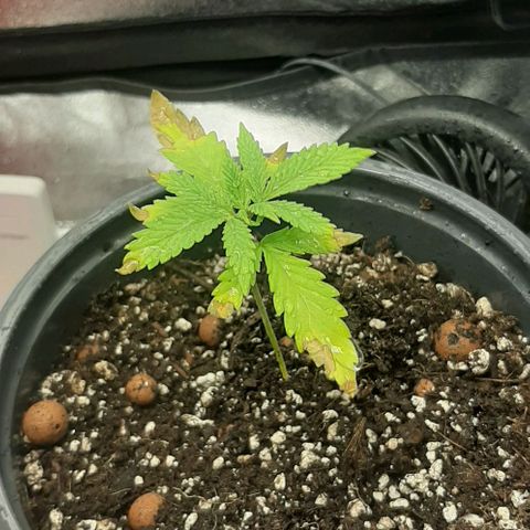 SB1-00 growlog timeline photo