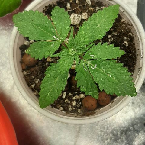HP-00 growlog timeline photo