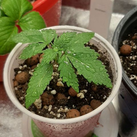 HP-00 growlog timeline photo