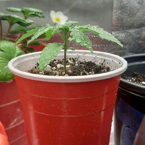 HP-00 growlog timeline photo