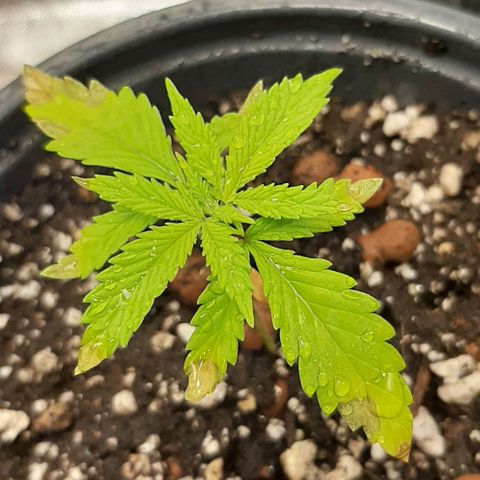 SB1-00 growlog timeline photo