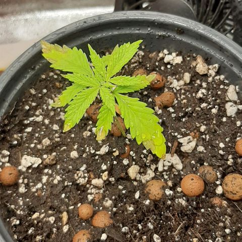 SB1-00 growlog timeline photo