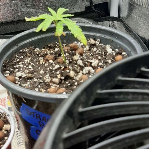 SB1-00 growlog timeline photo