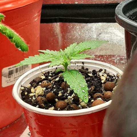HP-00 growlog timeline photo