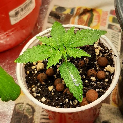 HP-00 growlog timeline photo