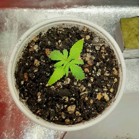 HP-00 growlog timeline photo