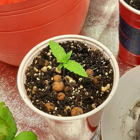 HP-00 growlog timeline photo
