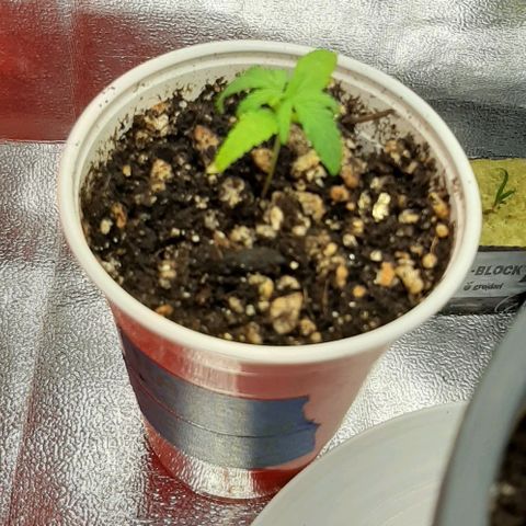 HP-00 growlog timeline photo