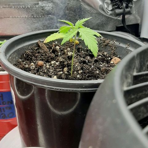 SB1-00 growlog timeline photo