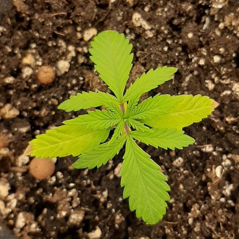 SB1-00 growlog timeline photo