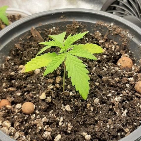 SB1-00 growlog timeline photo