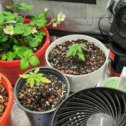 HP-00 growlog timeline photo