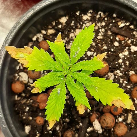 SB1-00 growlog timeline photo