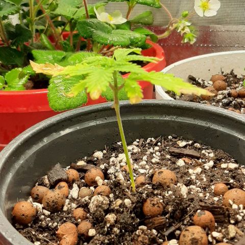 SB1-00 growlog timeline photo