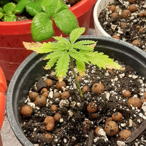 SB1-00 growlog timeline photo