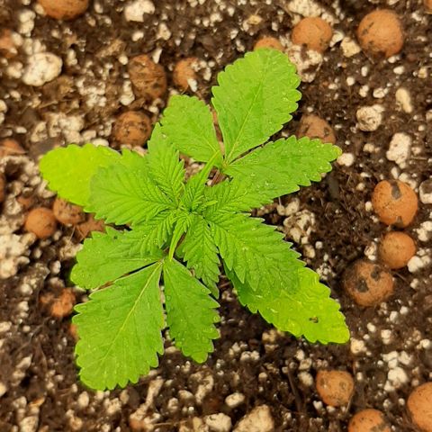 HP-00 growlog timeline photo