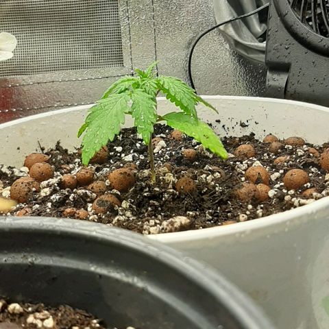 HP-00 growlog timeline photo