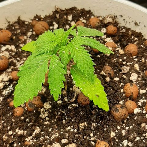 HP-00 growlog timeline photo