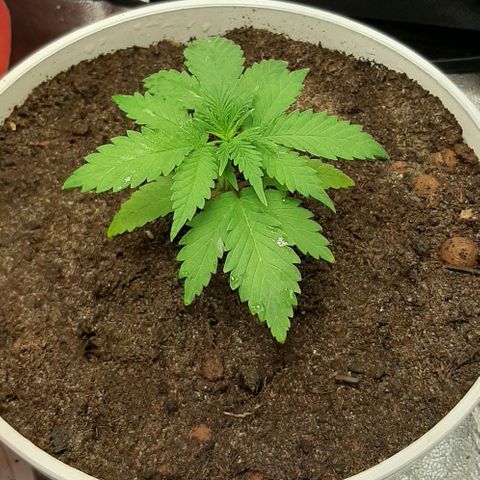 HP-00 growlog timeline photo
