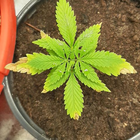 SB1-00 growlog timeline photo