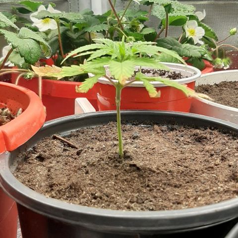 SB1-00 growlog timeline photo