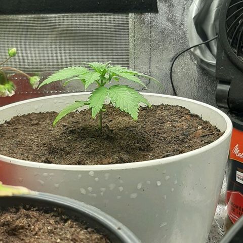 HP-00 growlog timeline photo