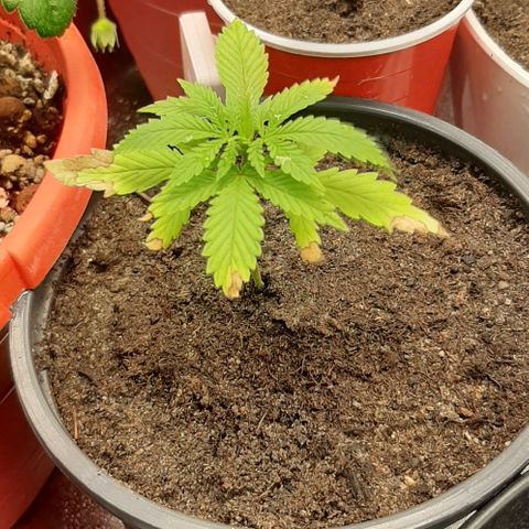 SB1-00 growlog timeline photo