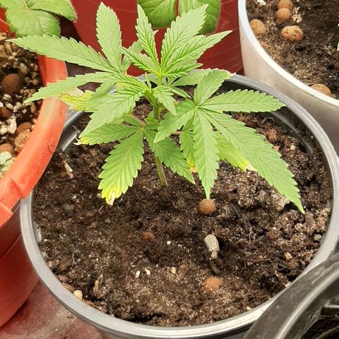 SB1-00 growlog timeline photo