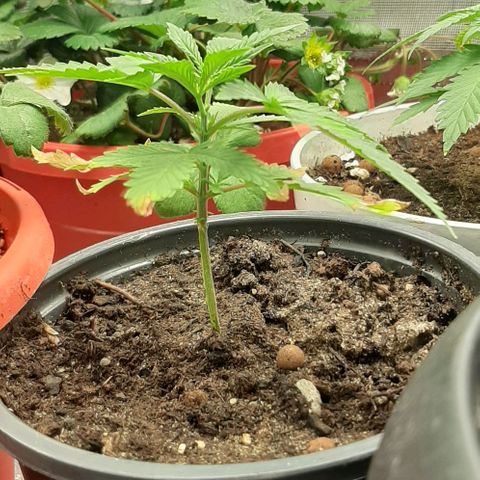 SB1-00 growlog timeline photo