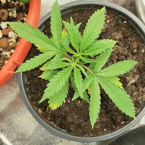 SB1-00 growlog timeline photo