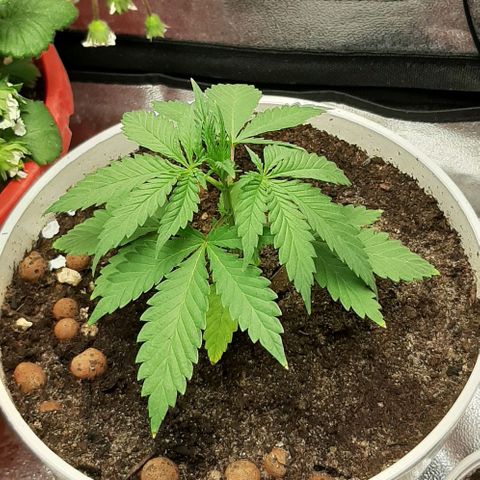 HP-00 growlog timeline photo
