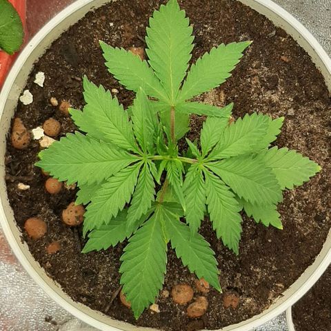 HP-00 growlog timeline photo