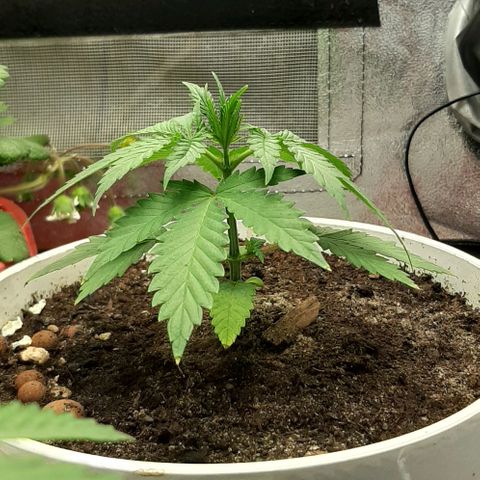 HP-00 growlog timeline photo