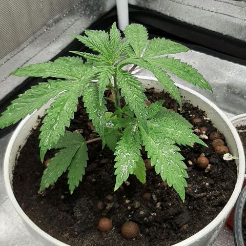 HP-00 growlog timeline photo