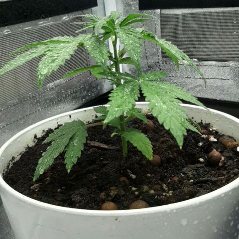 HP-00 growlog timeline photo