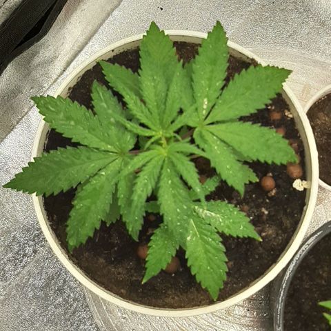 HP-00 growlog timeline photo