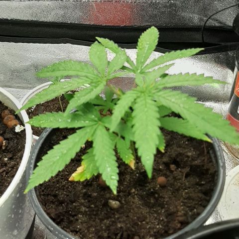 SB1-00 growlog timeline photo