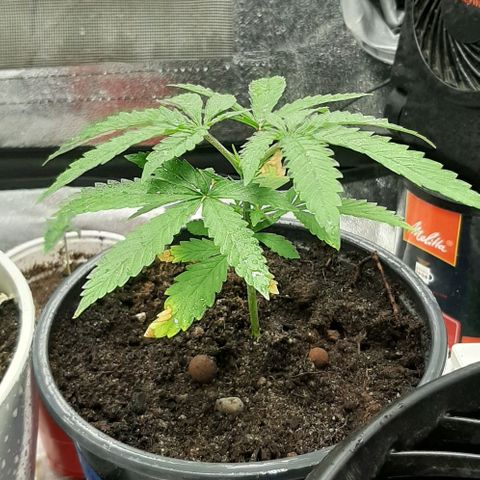SB1-00 growlog timeline photo