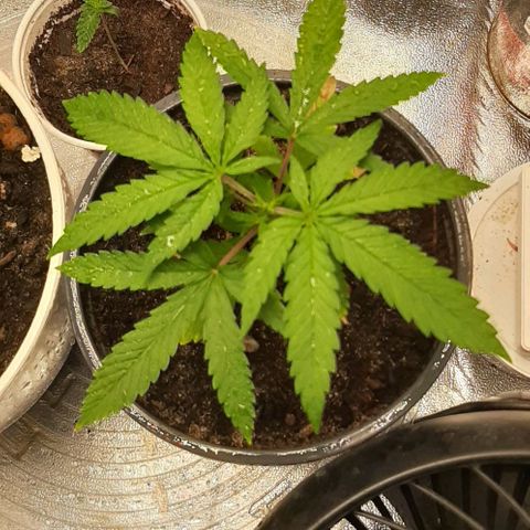 SB1-00 growlog timeline photo