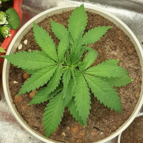 HP-00 growlog timeline photo