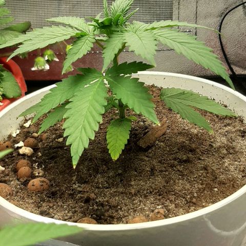 HP-00 growlog timeline photo