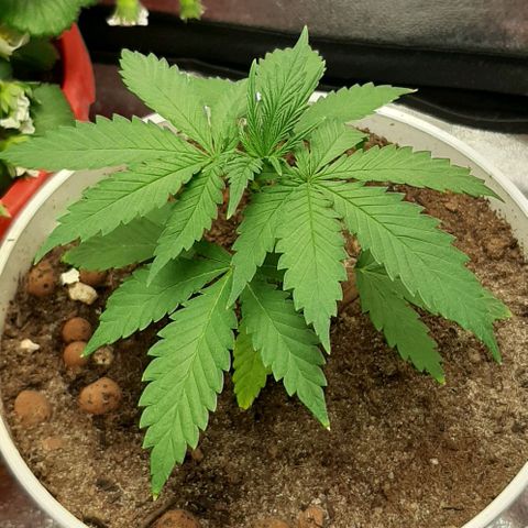 HP-00 growlog timeline photo