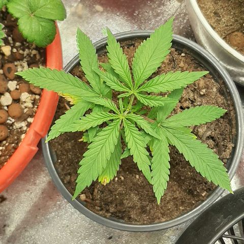 SB1-00 growlog timeline photo