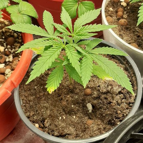 SB1-00 growlog timeline photo