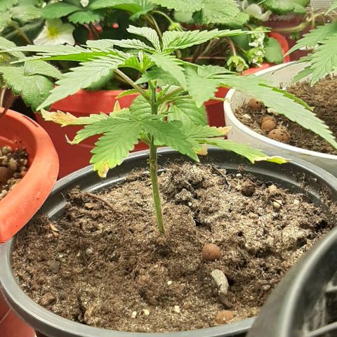 SB1-00 growlog timeline photo