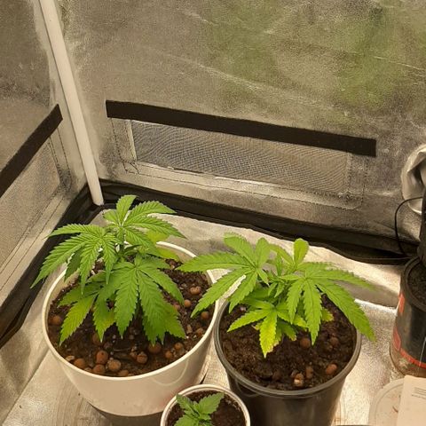 HP-00 growlog timeline photo