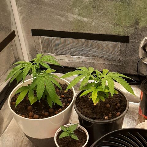 HP-00 growlog timeline photo