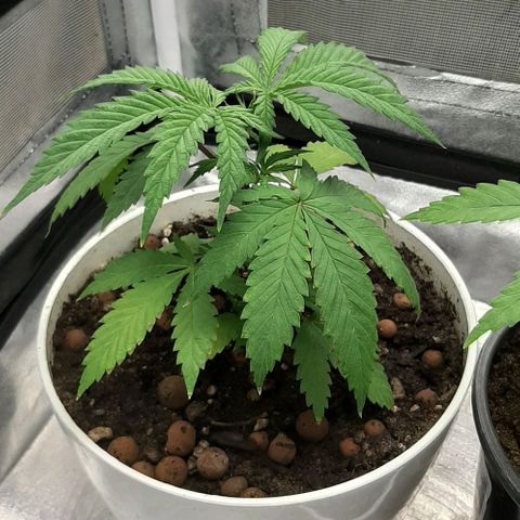 HP-00 growlog timeline photo
