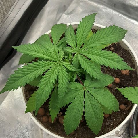 HP-00 growlog timeline photo